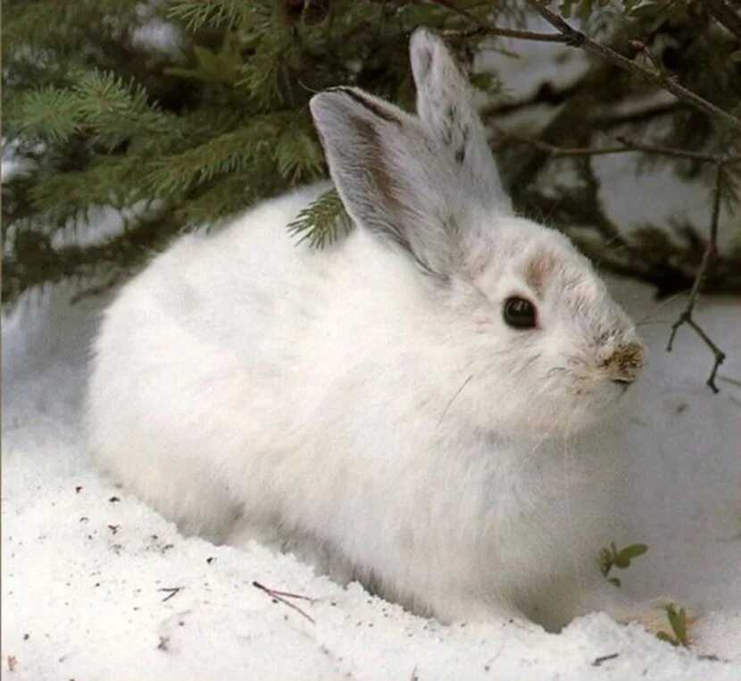 Еще один заяц Arctic animals, Cute animals, Animals wild