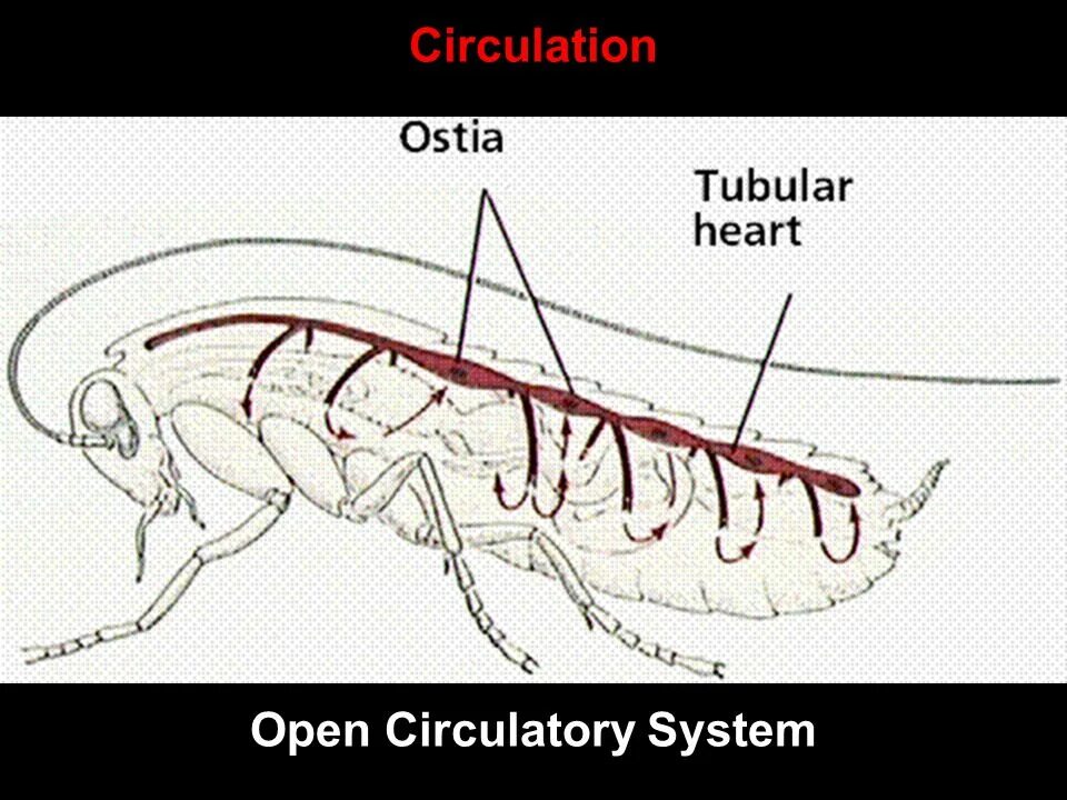 Кровообращение у насекомых. Кровообращение насекомых. Кровеносная система майского жука. Arthropoda Circulatory System. Circulatory System in animals.