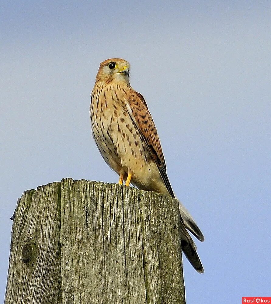 дербник (falco columbarius) merlin. дербник самка. сапсан птица обои для пк. сокол пустельга обыкновенная. кречет пустельга.