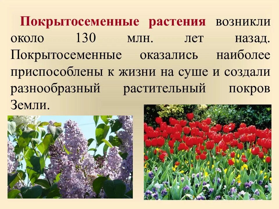 3 примера цветковых. Покрытосеменных цветковых растений. покрытосеменные расте. покрытоносные растение. рост покрытосеменных.