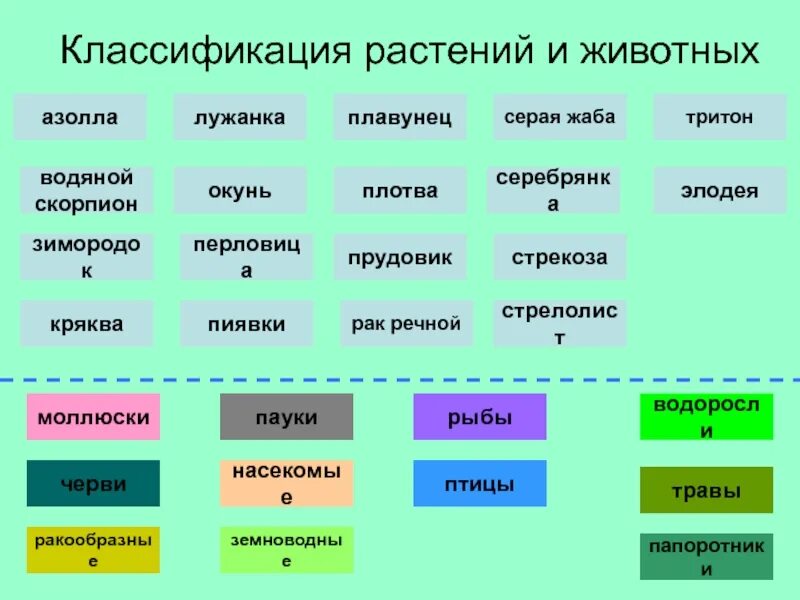 Характеристика систематика растений. Классификация растений. классификация серой жабы.