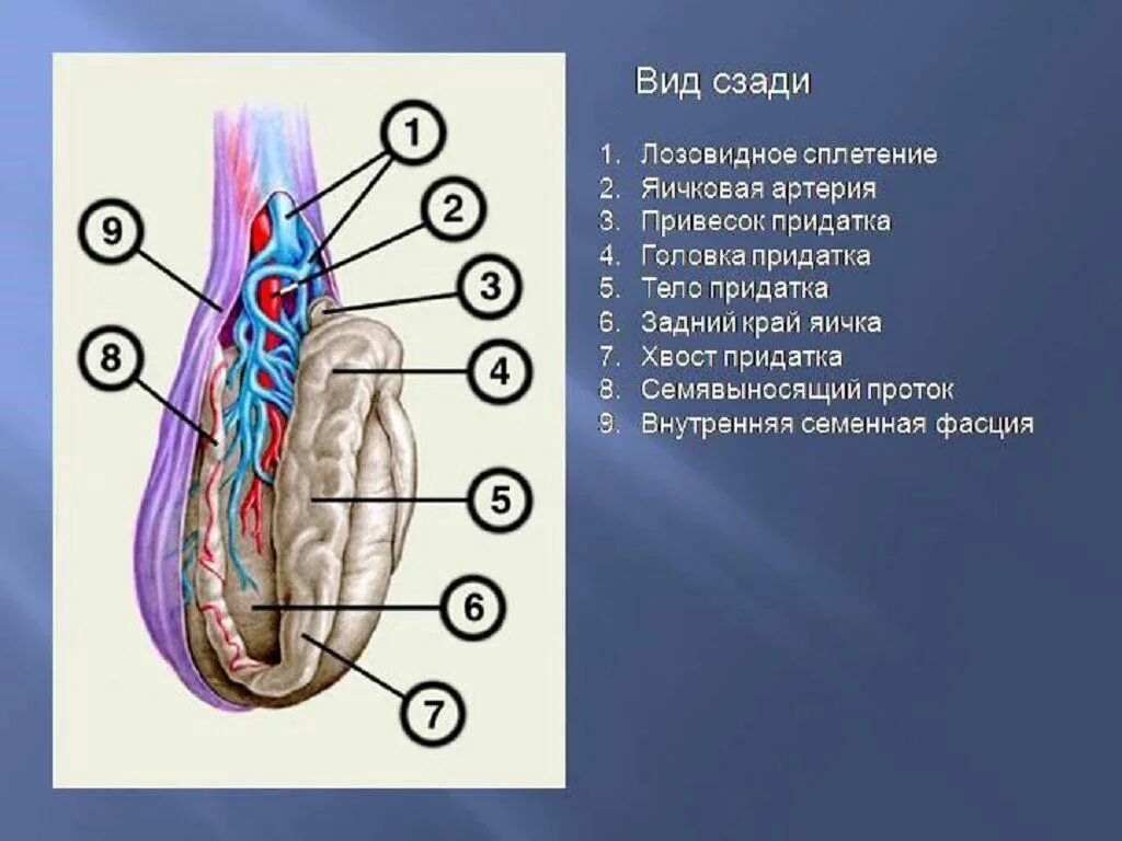 Венозное сплетение яичка