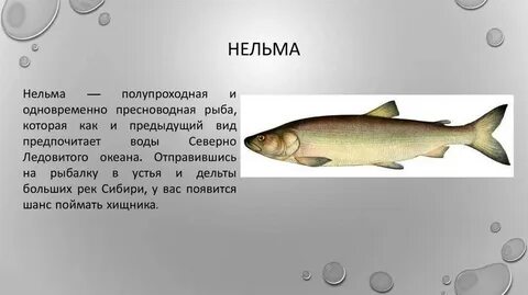 Нельма краснокнижная