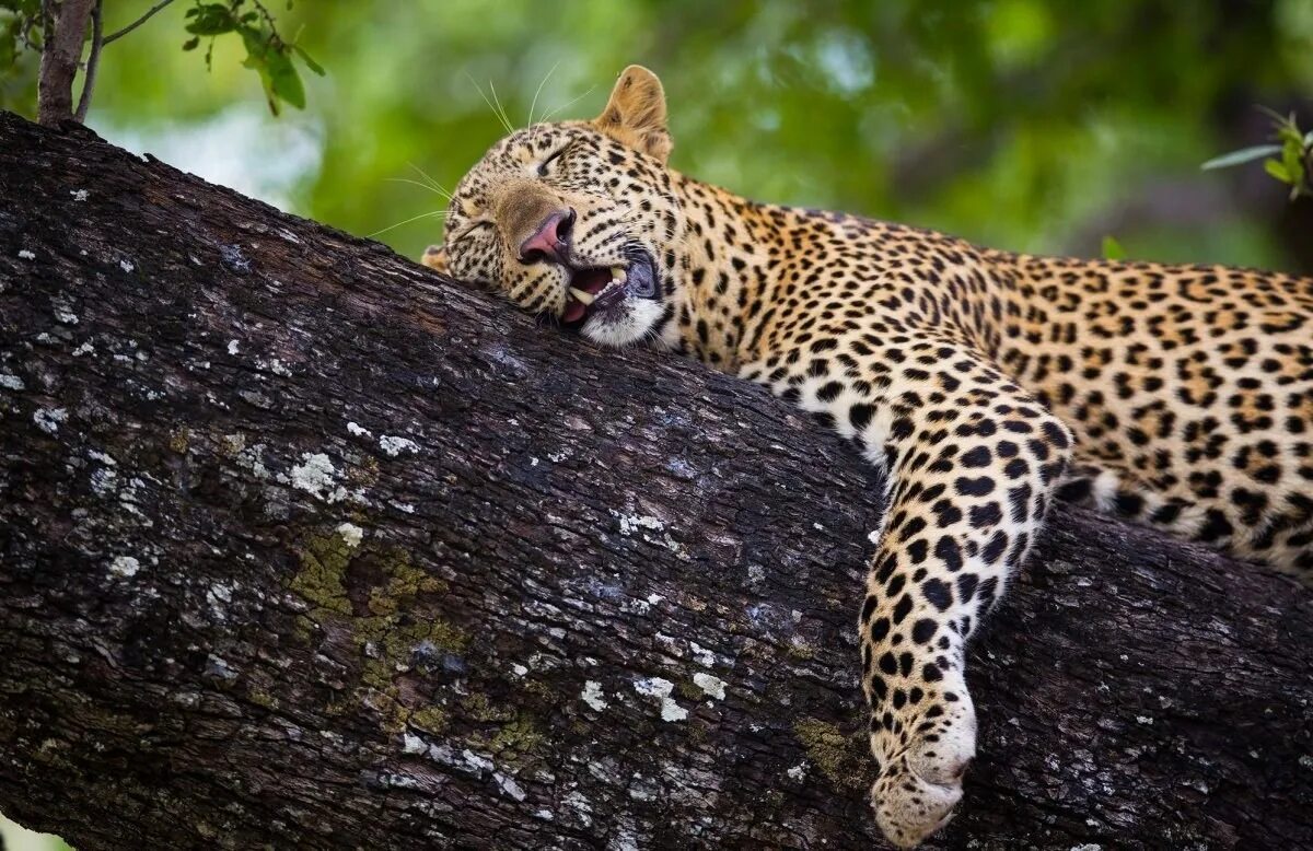 Амазонский ягуар. Хищники в природе. Дымчатый леопард. Леопард. Leopard — леопард.