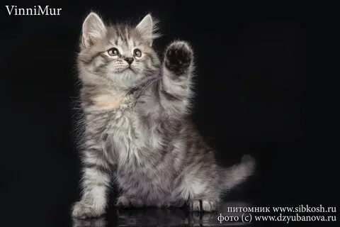 Питомник сибирских кошек