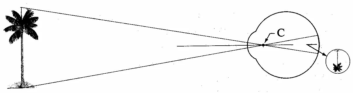 3 оптический центр. Схематическое изображение глаза, наблюдающего дерево:. Схематичная картинка зрение. Построение изображения в глазу. Глазок физика.