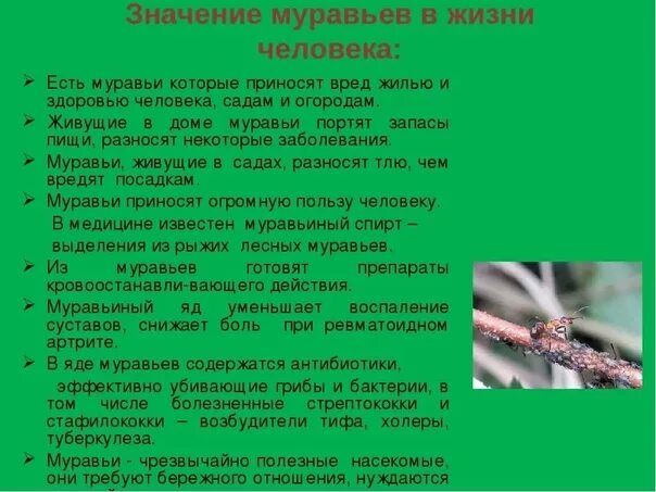 Роль муравьев в природе и жизни человека. Значение муравьев в природе. Значение муравьёв. Значение муравьев в жизни человека.