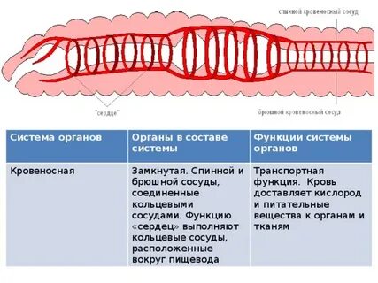 Кровеносная и дыхательная система червей