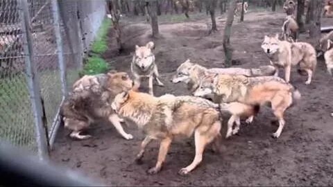 От какой отбилась стаи