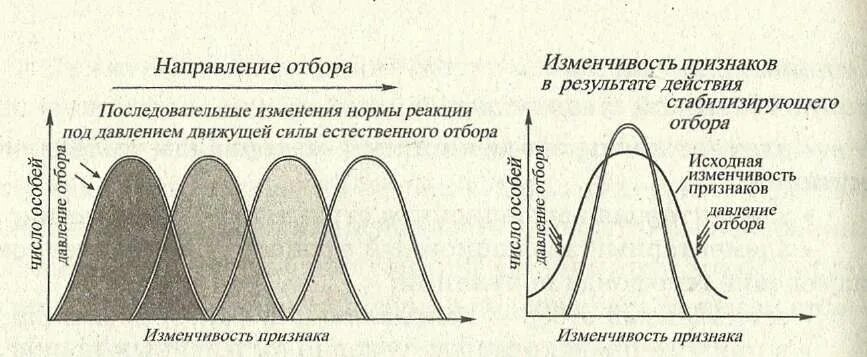 Формы естественного отбора движущий стабилизирующий дизруптивный. Естественный отбор и его формы (стабилизирующий, движущий). Схема действия стабилизирующего отбора. Формы естественного отбора 11 класс биология.