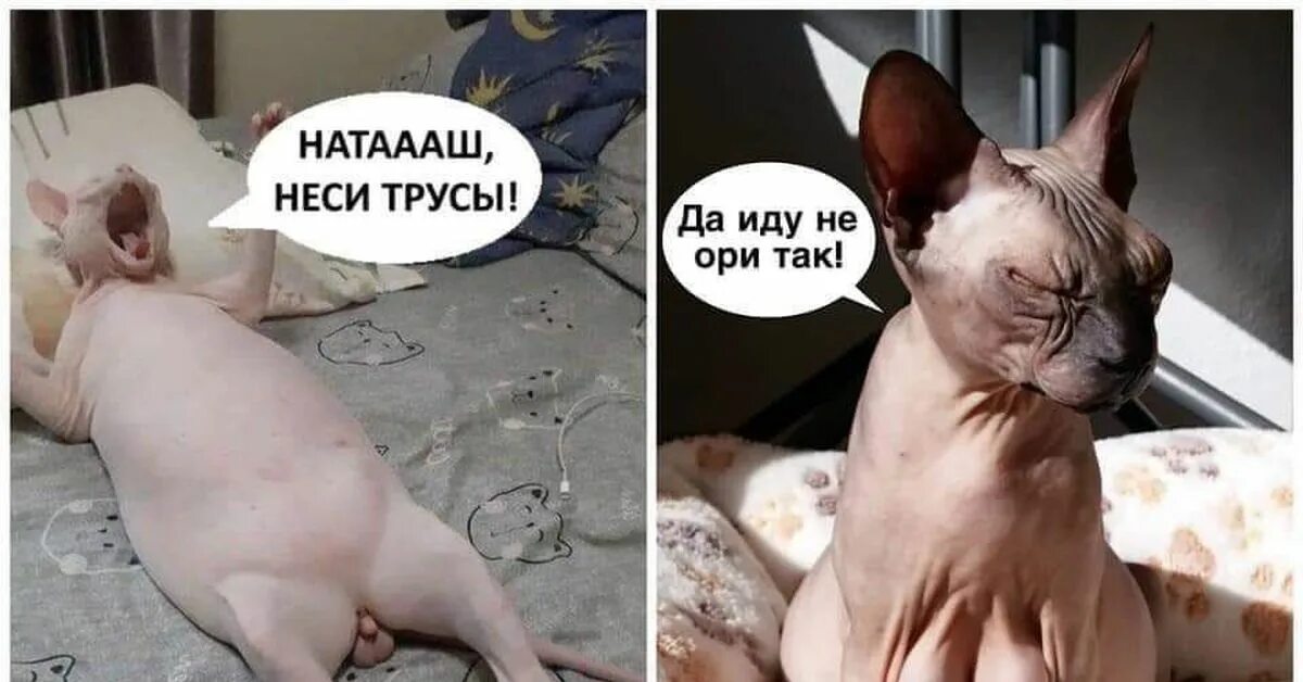 Включи приходите. Лысые кошки неси трусы. Наташа неси трусы кот сфинкс. Сфинкс кот мемы.