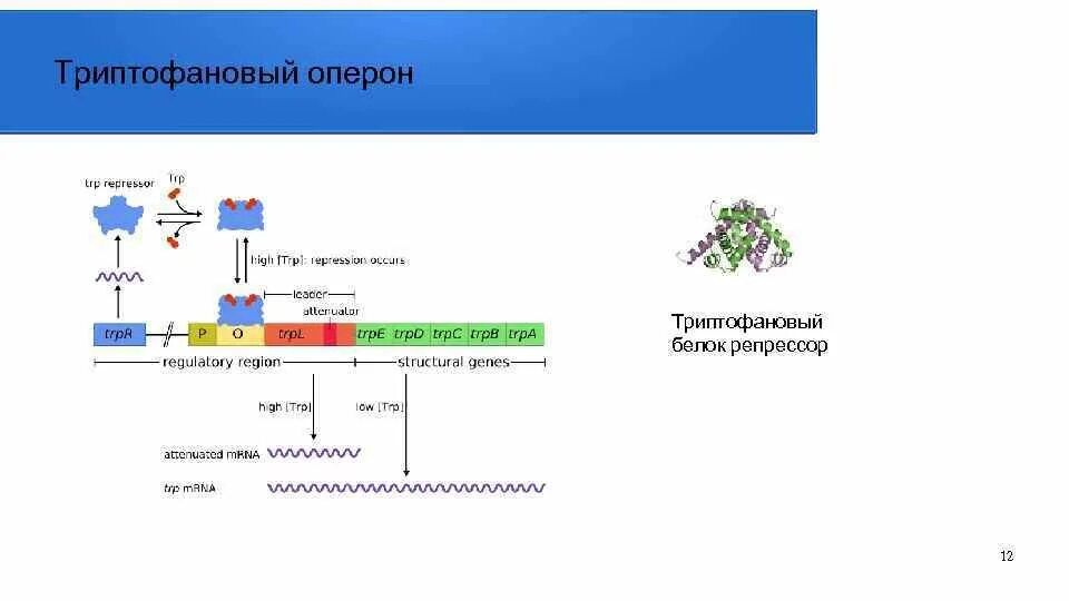Триптофановый оперон. Регуляция триптофанового оперона на аттенюаторе. триптофановый гистидин оперон. негативная регуляция триптофанового оперона. регуляция экспрессии триптофанового оперона.