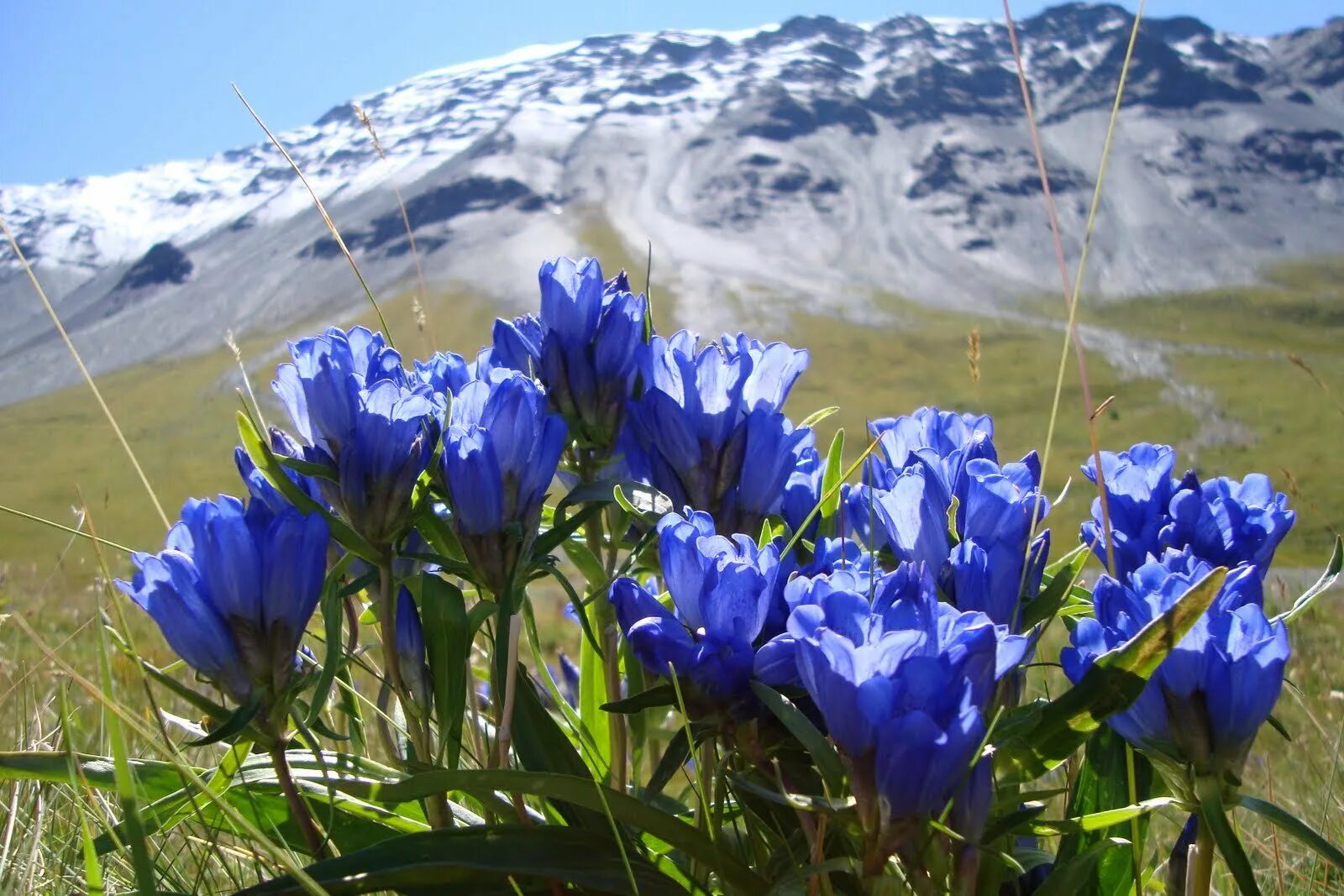 высокогорная флора алтая. горный цветок эдельвейс тянь шань. альпийские луга разнотравье. эдельвейс приэльбрусье цветок. горный джайлоо алтай.