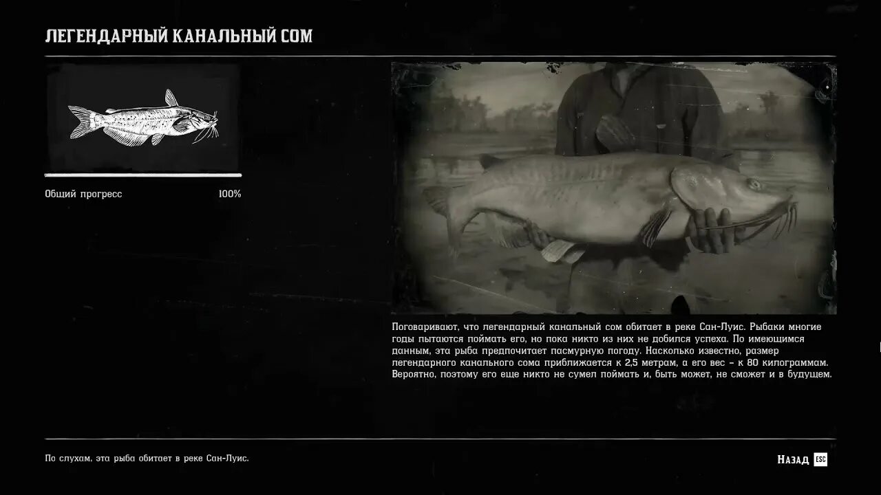 РДР 2 легендарный канальный сом. Rdr2 channel Catfish. Легендарная рыба рдр2. Легендарная рыба в РДР 2 лосось.