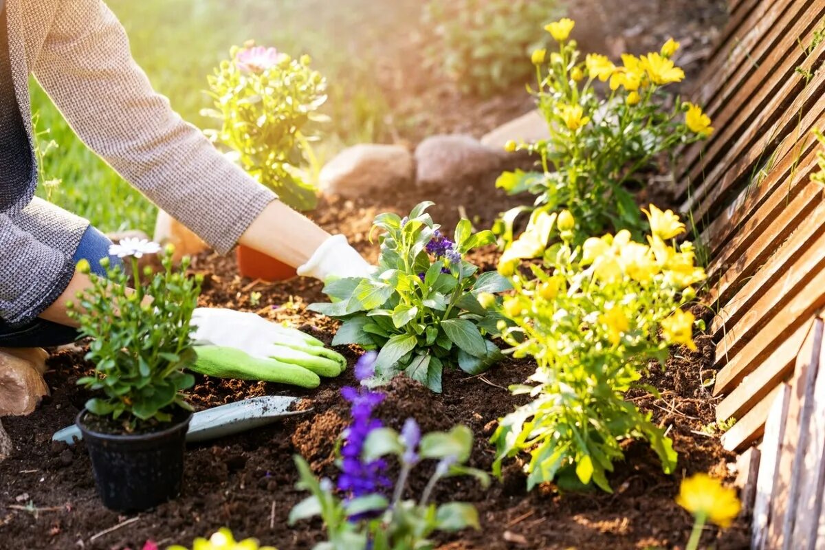 Клумбы на даче. Сажать цветы. Садить растения. Садовые растения. The gardener planted some