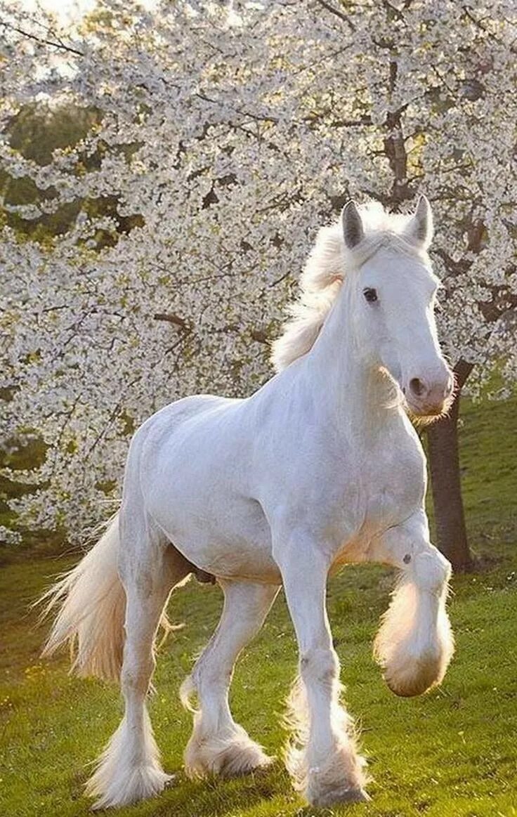 Белоснежные лошадки. Шайр альбинос. Белый Шайр конь. Фризская лошадь альбинос. Шайр английский тяжеловоз.