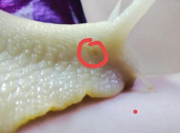 Белая плоть. Сюрреалистичная картина. Белая плоть. Сальные железы фордайса. Белая плоть.