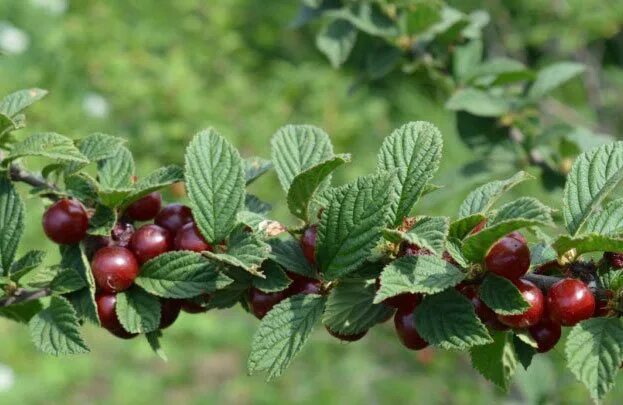 Вишня войлочная плодовые кустарники. Войлочная вишня из семян. Вишня алиса. Вишня войлочная алиса. Вишня алиса.