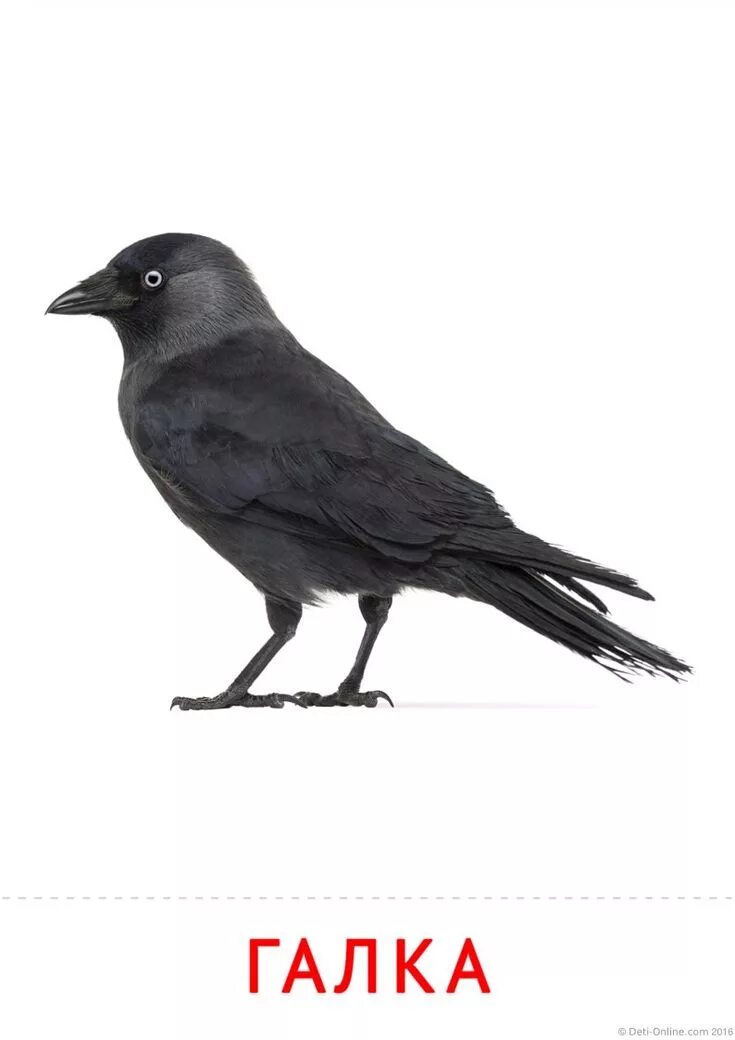 Грач карточка домана для детей. Галка обыкновенная ‒ corvus monedula. Галка зимующая. Галчонок птица. Галка для детей.