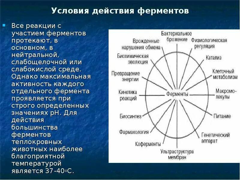 Условия действия ферментов слюны. Наиболее благоприятные условия для действия ферментов слюны. Условия необходимые для действия ферментов слюны. Действие ферментов на различные вещества. Слабощелочная среда ферменты