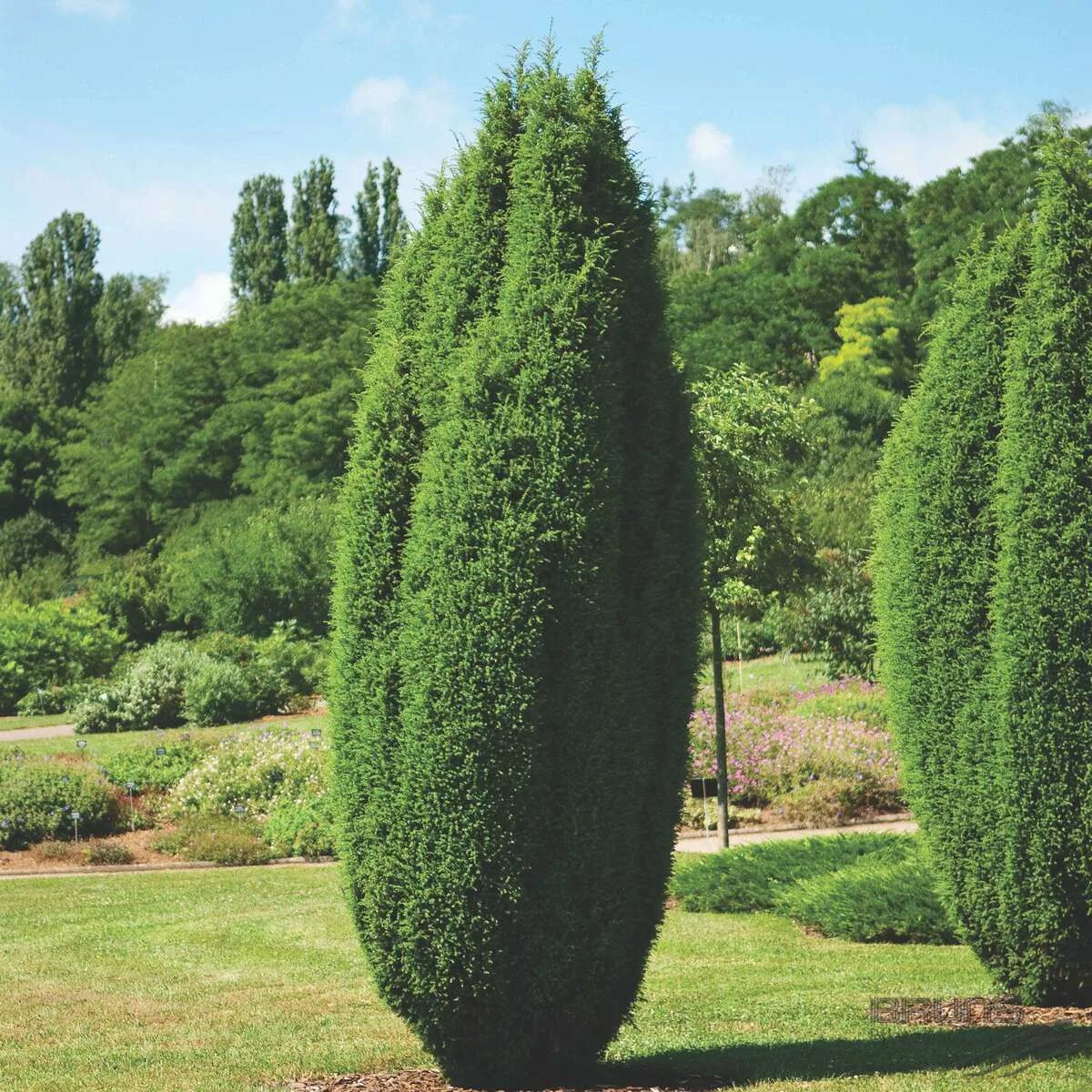 Можжевельник обыкновенный "Хиберника" (Juniperus communis "Hibernica") - Питомни