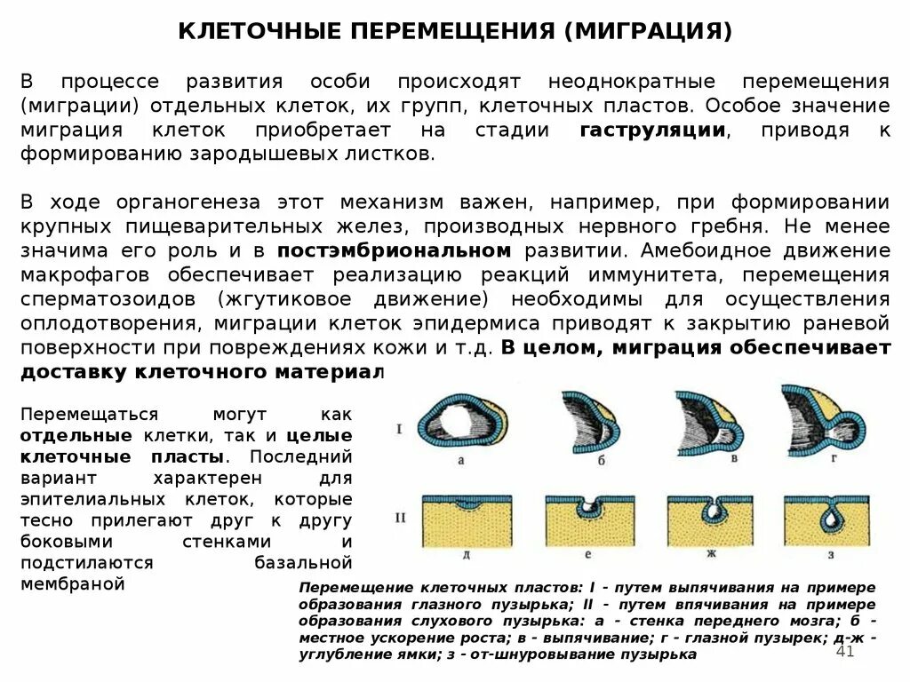 Клеточные механизмы работающие в процессе онтогенеза. Клеточные перемещения в онтогенезе. Миграция клеток в онтогенезе. Клеточные перемещения (миграция). Осуществляется неоднократно