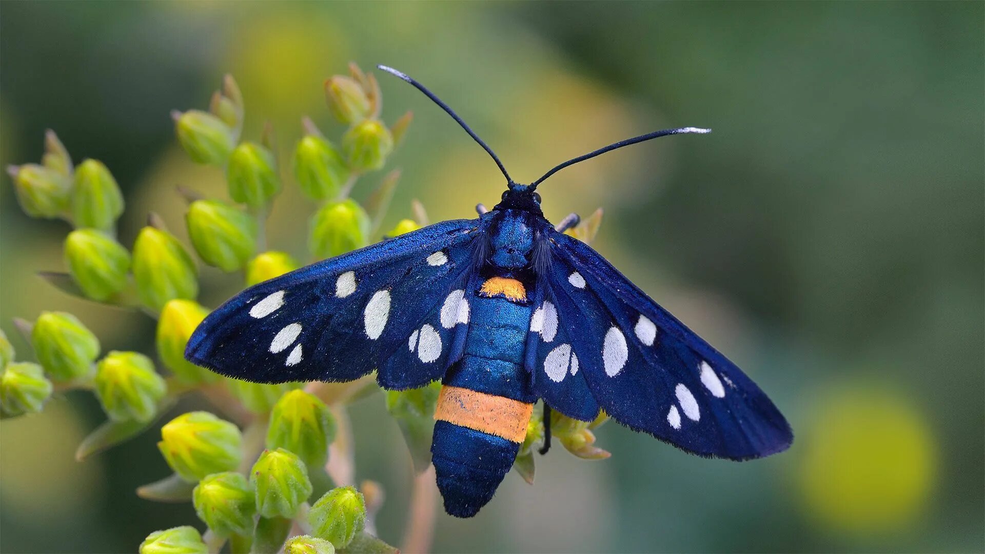 Red Butterfly With Black Spots Clearance