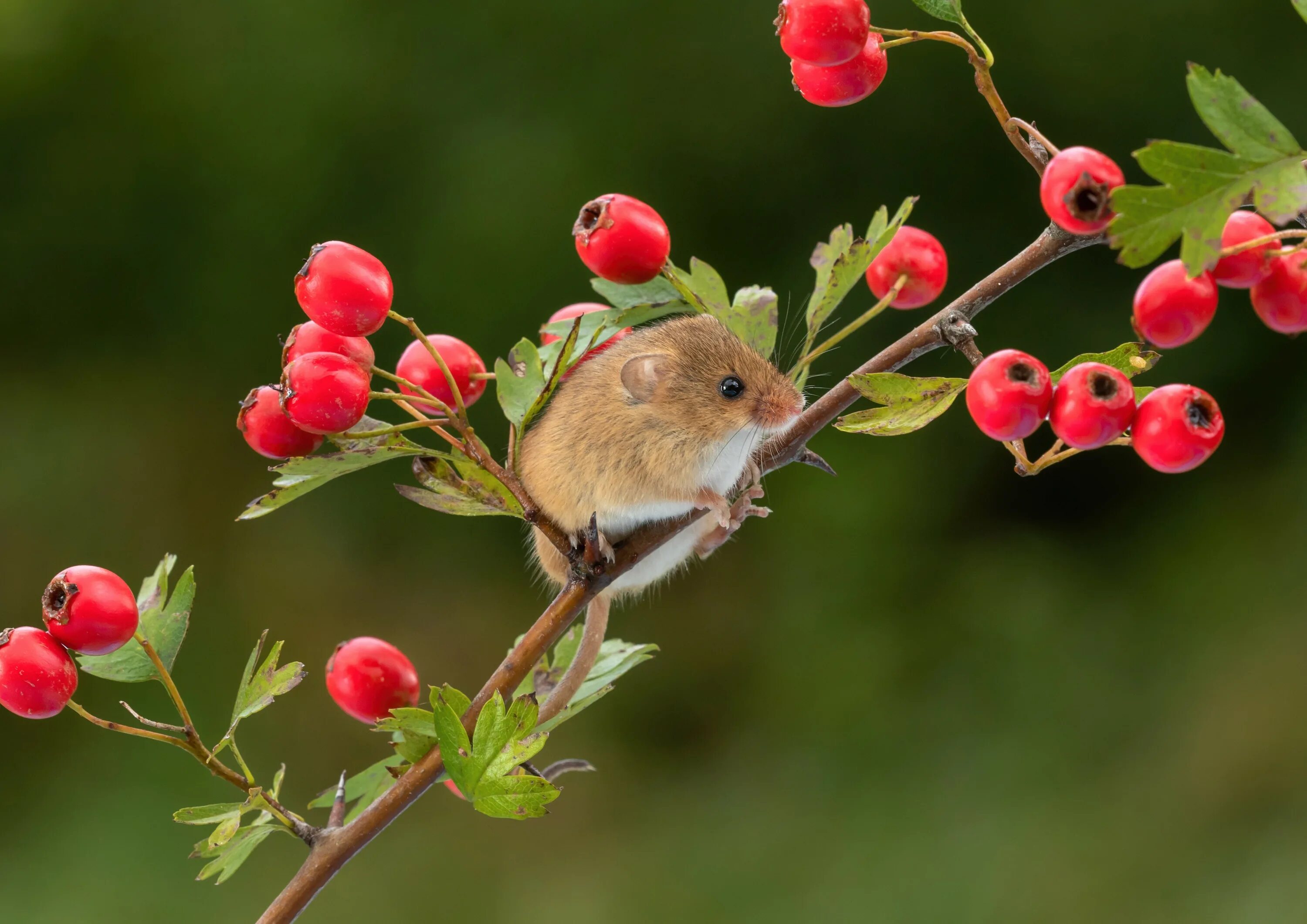 Желтогорлая мышь. Полевая мышь. Мышевидные грызуны. Мышь полевка зимой. Мышь картинка.