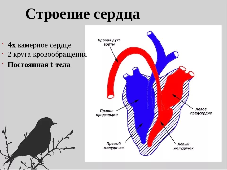 Строение сердца птицы 7 класс биология. Строение сердца и кровеносной системы птиц. Строение сердца птиц и млекопитающих. Строение сердца птицы 6 класс биология. Схема кровообращения птиц