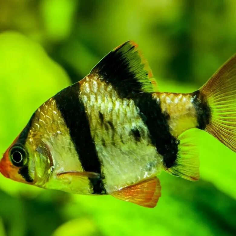 аквариумные рыбки отдам. отдам даром аквариум. отдам рыбок. меченосец бабочка. тернеция карамелька зеленая.