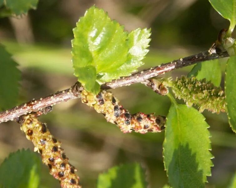 Betula humilis. Betula glandulosa. Берёза кустарниковая. Береза приземистая