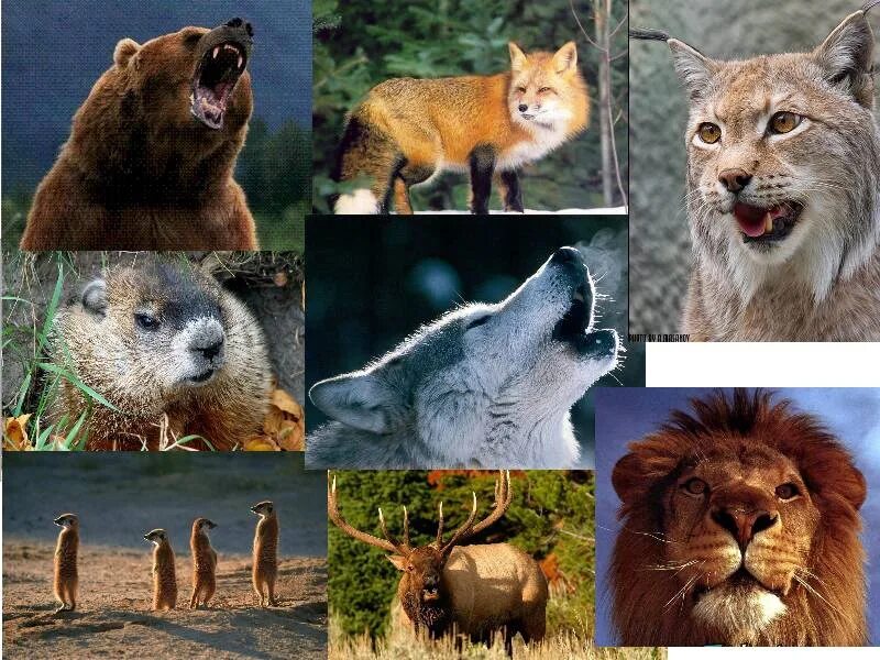 Т к многие виды. Хищные животные. Хищные звери. Дикие животные на одной картинке. Дикие звери в природе.