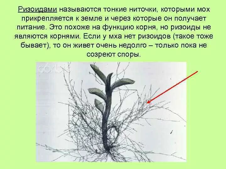 Прикрепляется к почве ризоидами. Ризоиды у мхов выполняют роль. Ризоиды это. Прикрепляются ризоидами мхи. Ризоиды выполняют функцию.