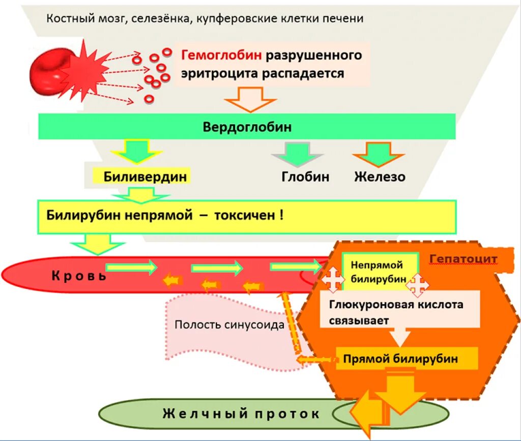 Клетки печени разрушаются. Гемоглобин в непрямой билирубин схема. Функции непрямого билирубина. Из чего образуется непрямой билирубин. Метаболизм билирубина прямой и непрямой билирубин.