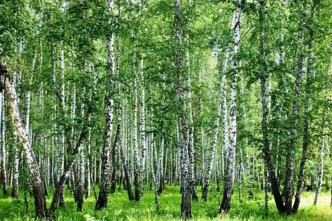 Животные березового леса