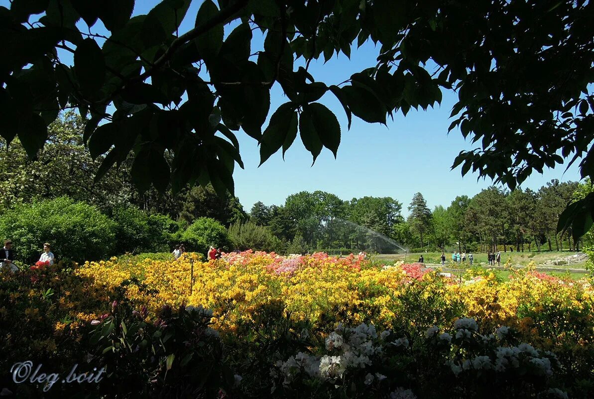 боскет красный сад спб. оранжерея цицина. пешком ботанический сад. ботанический сад цицина оранжерея. шеньян ботанический сад.