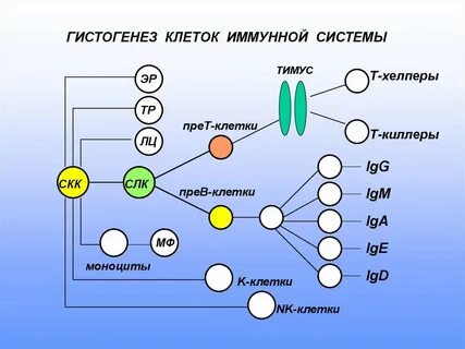 Образование иммунных клеток