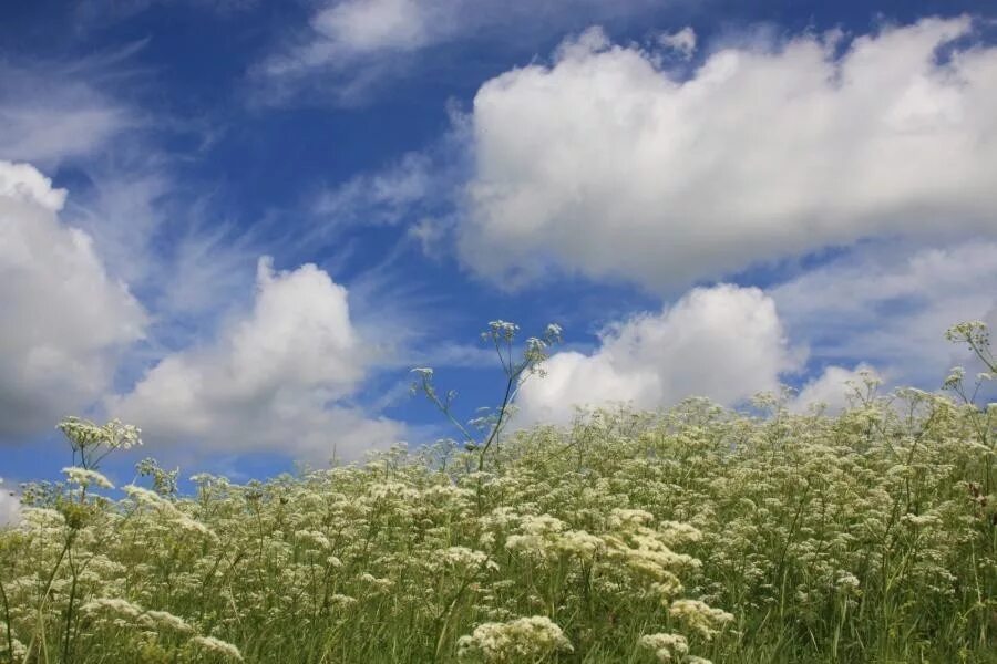 Презентация блок лениво и тяжко плывут облака. Над землёй бушуют травы. Над землёй бушуют травы облака. Облака и трава. Облака плывут по траве.