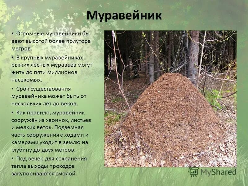 Муравейник. Схема муравейника. Муравейник лесных муравьев. Муравьи строят. С высоты мне виделась москва что муравейник