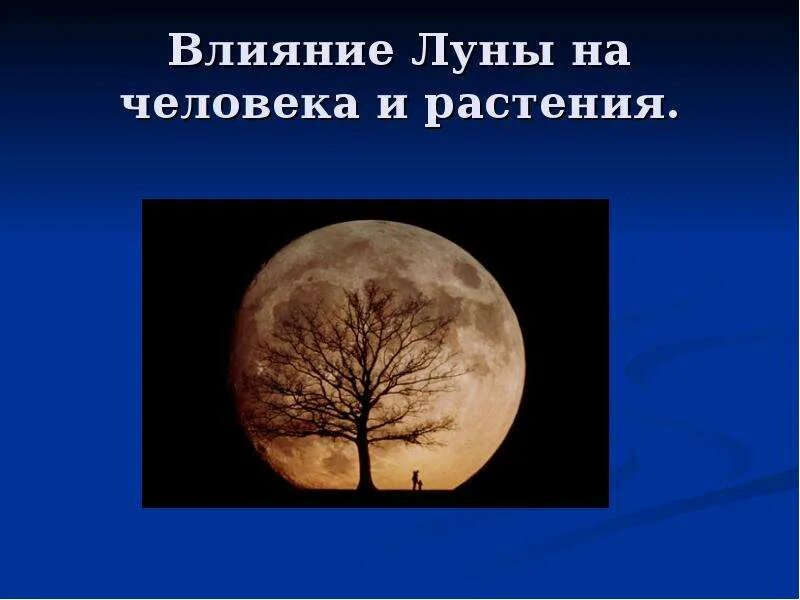 Влияние Луны на живые организмы. Луна влияет на человека. Воздействие Луны на человека. Влияние Луны на рост растений. Влияние луны на организм