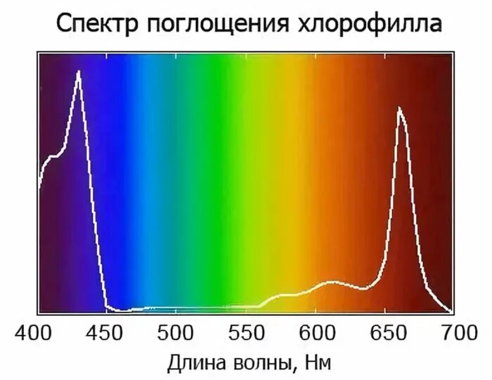 Какой спектр поглощает хлорофилл. Спектр поглощения хлорофилла. график спектра поглощения хлорофилла. длина волны спектра поглощения. спектр поглощения растительных пигментов.