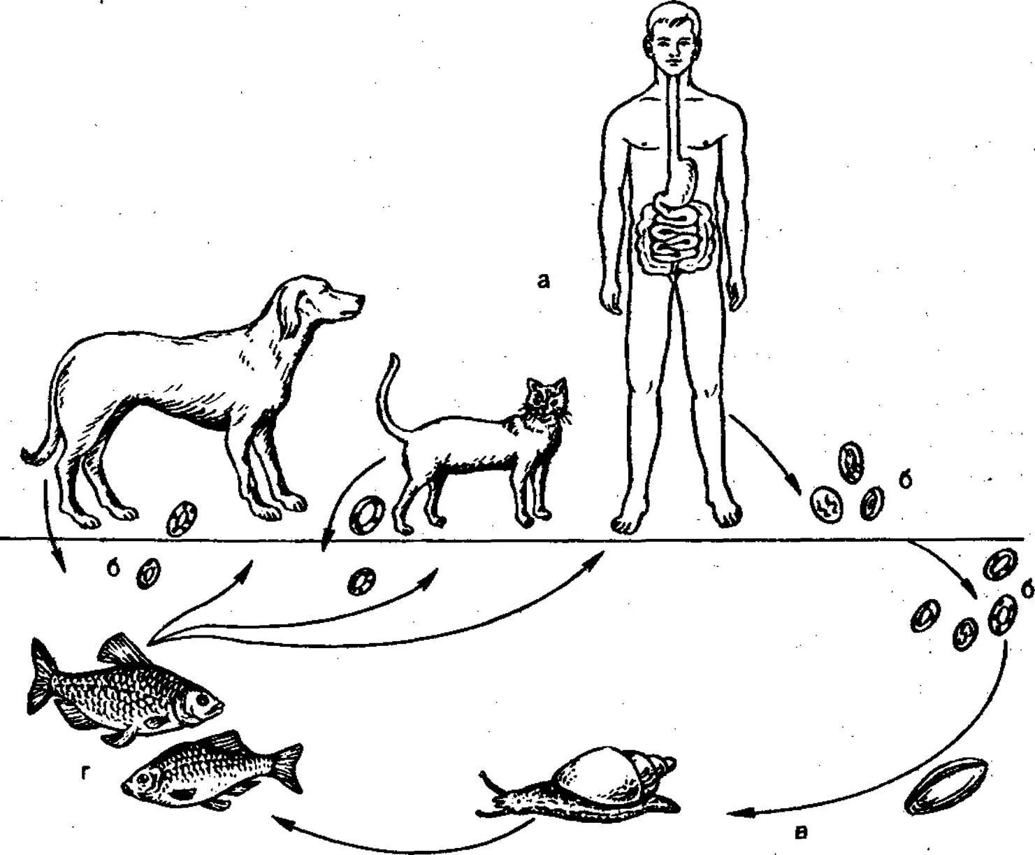Кошачья двуустка какое развитие. Цикл развития кошачьей двуустки. Жизненный цикл кошачьего сосальщика. Кошачий сосальщик жизненный цикл биология. Цикл развития кошачьего сосальщика биология.