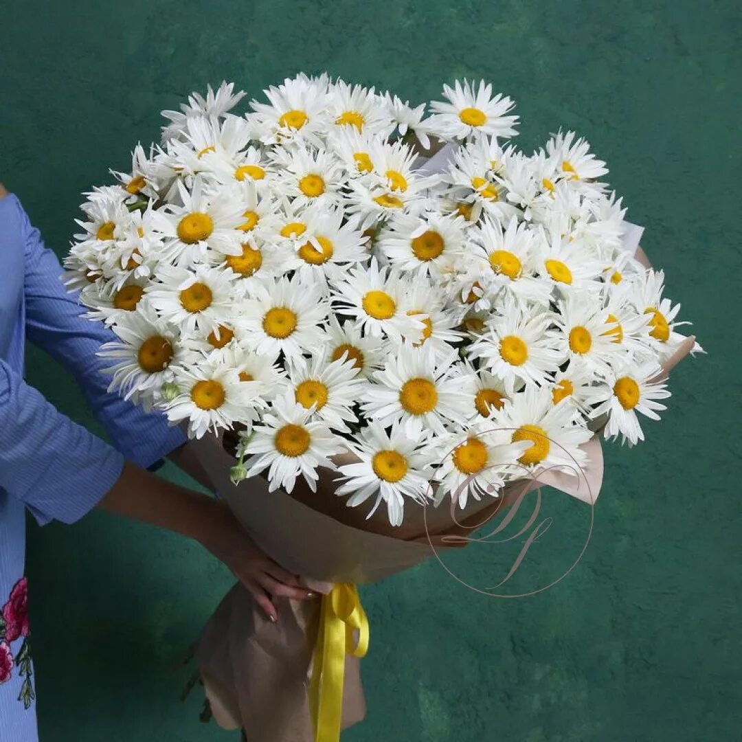 букет из ромашек. гигантские ромашки. крупные ромашки. самый большой букет из ромашек. Comукеиы ромашек.