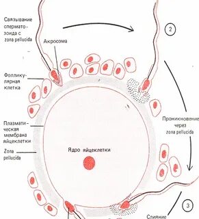 Функция кортикальных гранул яйцеклетки