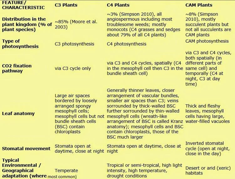 C3 c4 cam Plants. C3 c4 cam фотосинтез. Photosynthesis c4 and c3 Plants and cam. C3 c4 растения отличия. Characteristic feature