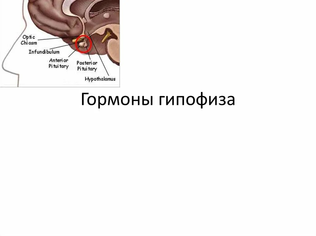 Гипофиз как улучшить его. Размеры гипофиза. Воронка гипофиза. Инфундибулум гипофиза. Гипофиз анатомия.