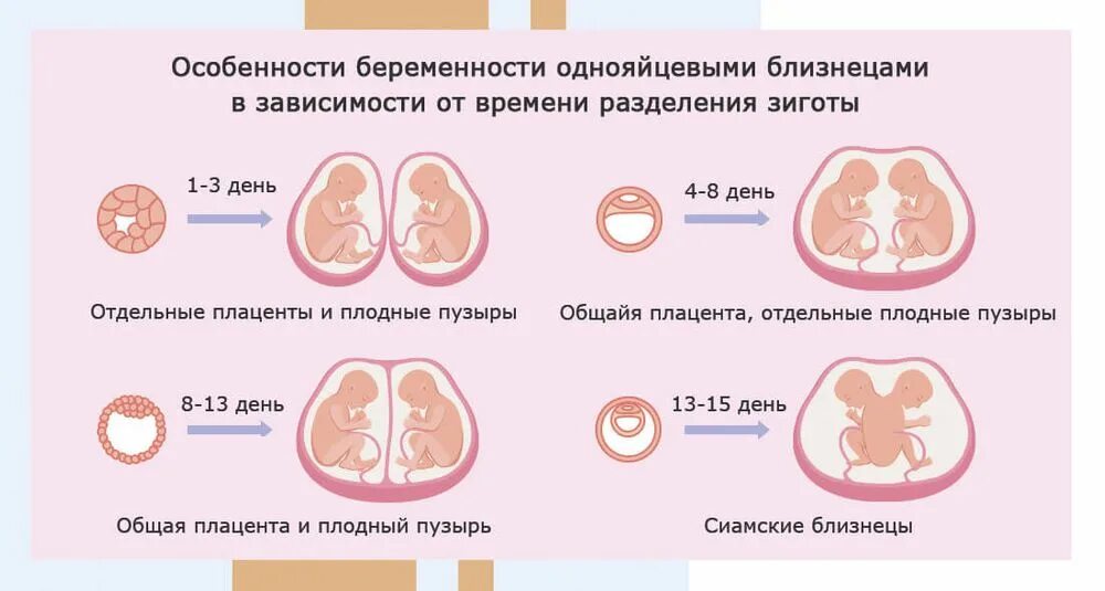 Разделена на 2 недели. Разделена на 2 недели. Разделена на 2 недели. Монохориальная беременность двойней. Тренировка групп мышц по дням.