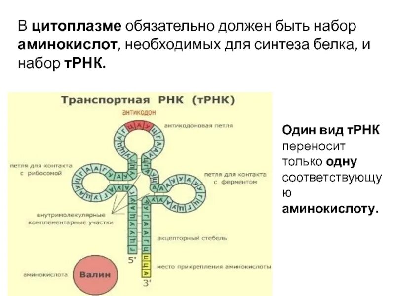 ТРНК Валин. Функциональная структура ТРНК. Вторичная структура ТРНК клеверный лист. Центральная петля транспортной РНК.