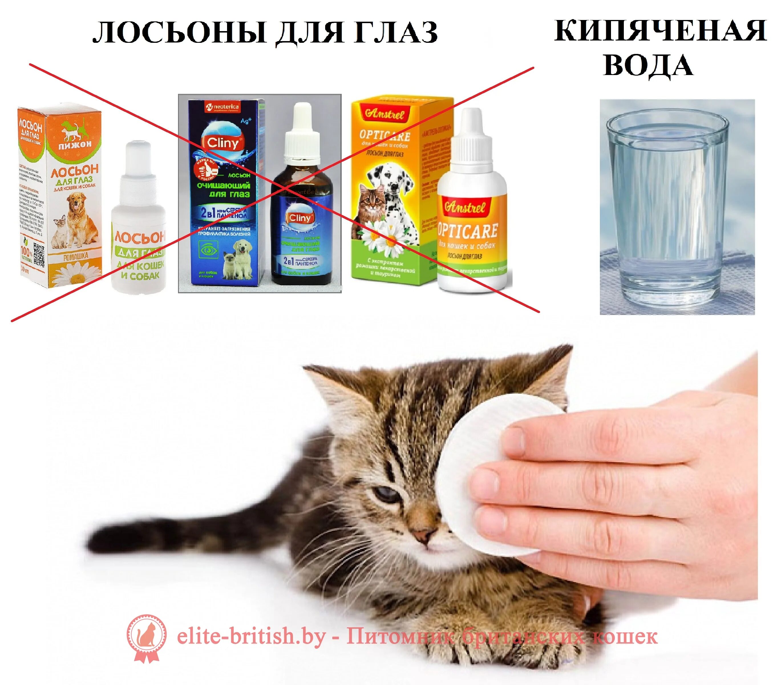 Как ухаживать за котенком 1 месяц. Чем кормить котенка. Кормить 1 месячного котенка. Средства ухода за кошками. Чем лучше кормить котенка.