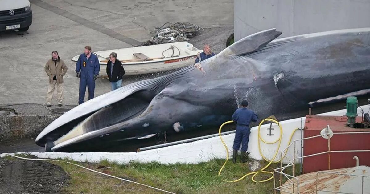 Самый большой кит размеры и вес. Финвал и синий кит. Финвал кит Размеры. Голубой кит и Финвал. Синий Финвал.